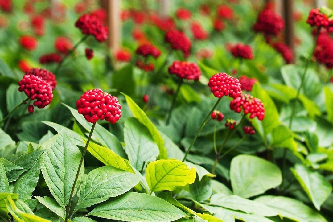 Hierba medicinal de ginseng para la potencia. 