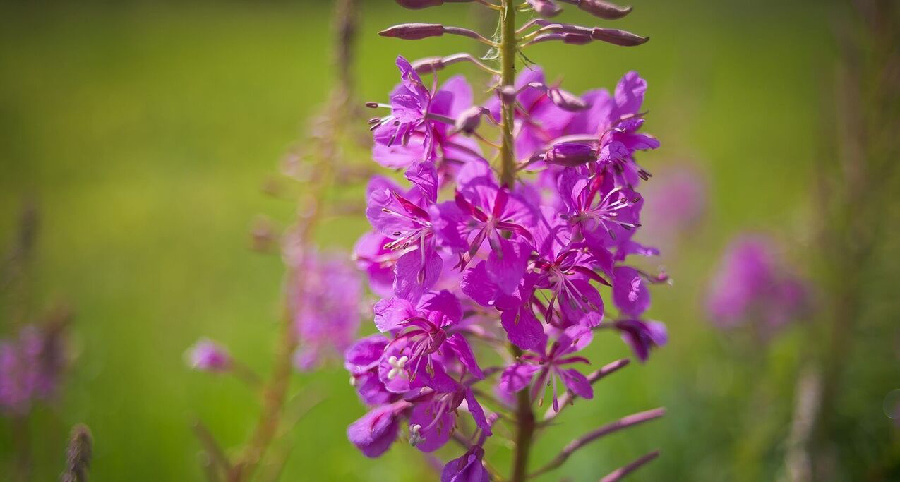 Willowherb para la salud de los hombres